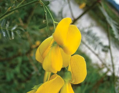 Lợi ích của bông điên điển