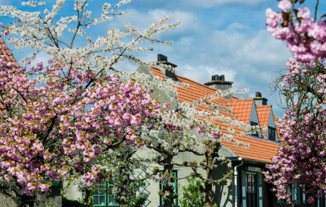 Ghe chau Au xem hoa xuan dua no - Anh 7