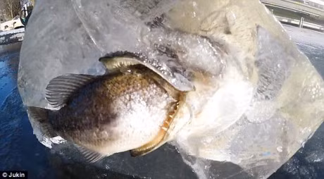 Ky la ca bi dong bang trong tu the... dang nuot moi - Anh 6