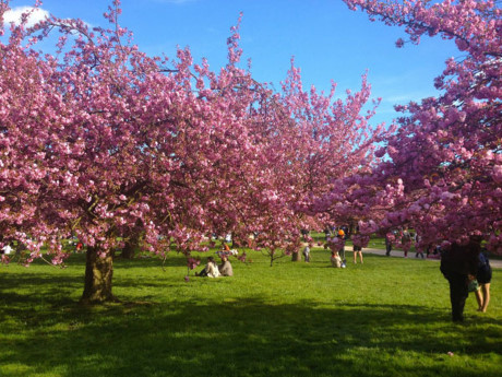 Ghe chau Au xem hoa xuan dua no - Anh 3