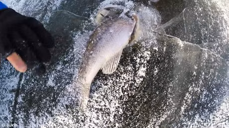 Ky la ca bi dong bang trong tu the... dang nuot moi - Anh 2