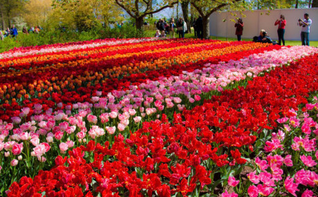 Ghe chau Au xem hoa xuan dua no - Anh 4