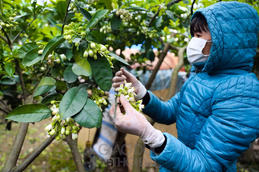 Hà Nội mùa hoa bưởi về trên phố ảnh 3