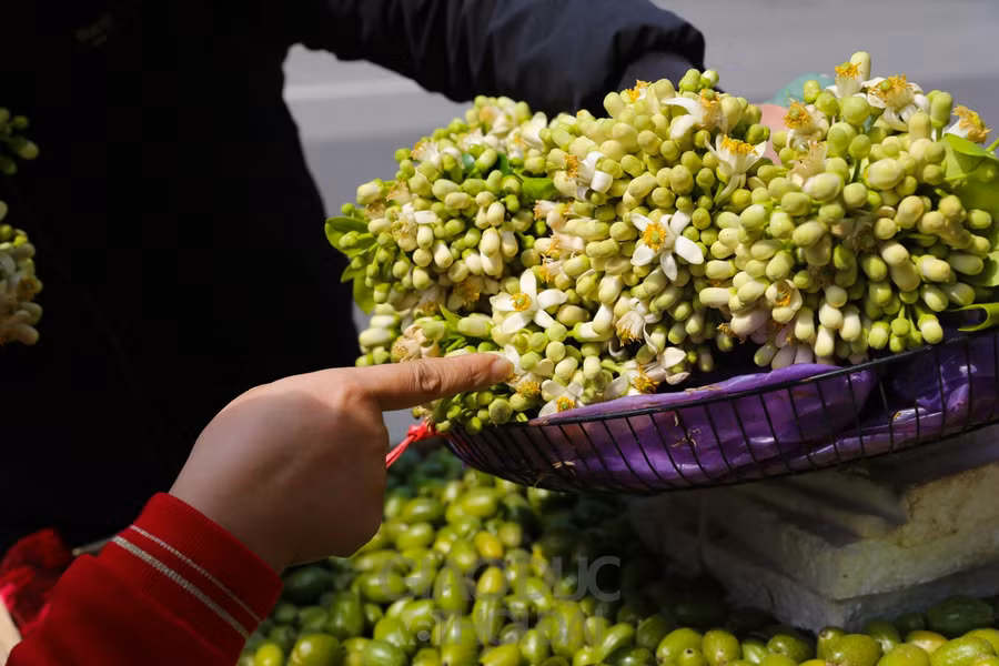 Ở Hà Nội, những gánh hàng rong chở hoa bưởi trắng muốt làm nên nét chấm phá rất riêng mỗi độ tháng 3 về.