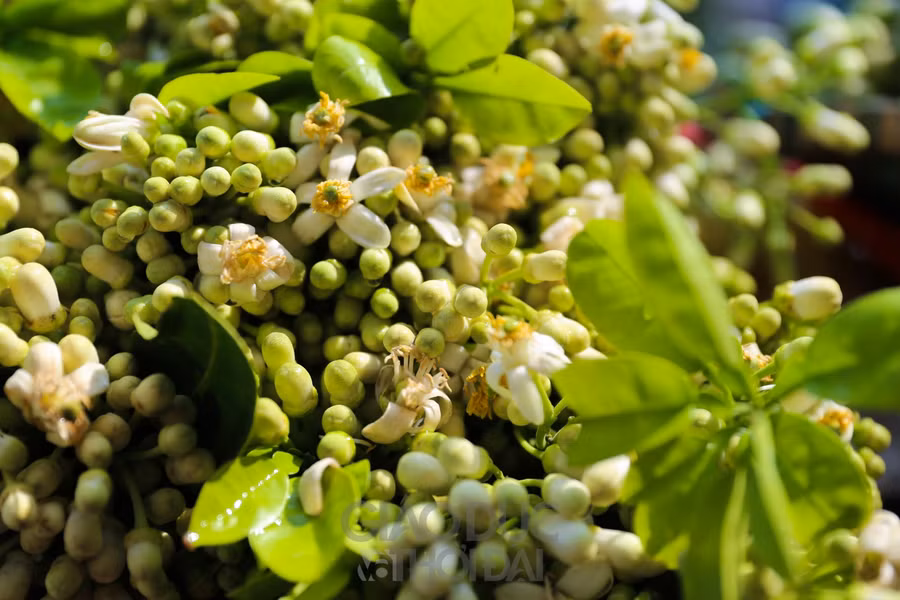 Hoa bưởi đẹp là những chùm hoa phải nở đều, cánh to, nhị vàng và có có màu trắng tinh khiết.