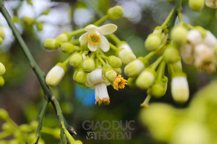 Hà Nội mùa hoa bưởi về trên phố ảnh 5