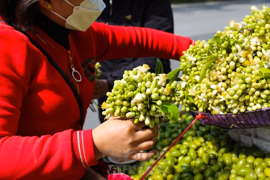Hà Nội mùa hoa bưởi về trên phố ảnh 11
