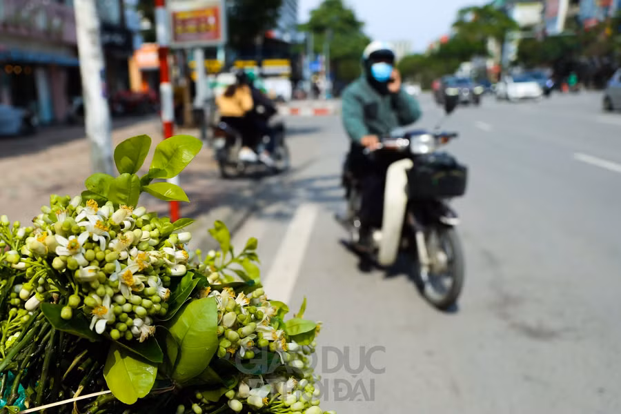Hà Nội mùa hoa bưởi về trên phố ảnh 8