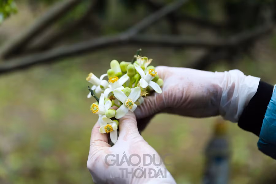 Tại các vùng đất trồng bưởi nổi tiếng của Hà thành như Minh Khai, Phú Diễn, Xuân Phương, hoa bưởi đã bắt đầu đua nở.
