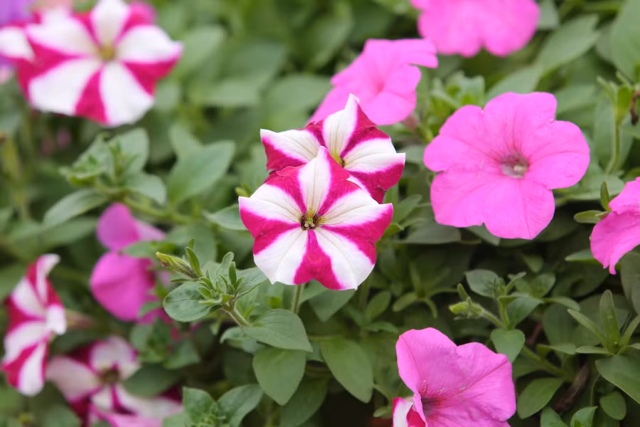 Điểm check-in tràn ngập màu tím hồng hút giới trẻ ảnh 3