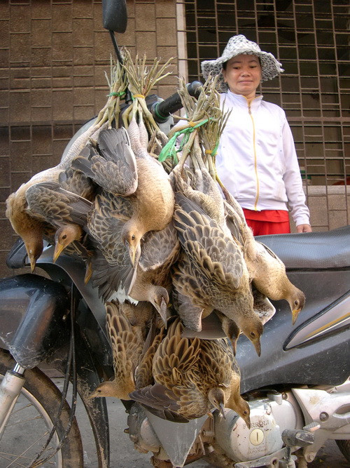 Những chú chim gà nước này vừa bị bẫy trong đêm, đến sáng bị đem đi bán. Ảnh chụp ở huyện Tân Châu - An Giang