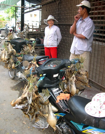 Cả trăm con gà nước, ốc cao đang bị trói chân treo trên xe để mời khách đến mua, Ảnh chụp ở huyện Tân Châu - An Giang