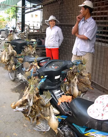 Cả trăm con gà nước, ốc cao đang bị trói chân treo trên xe để mời khách đến mua, Ảnh chụp ở huyện Tân Châu - An Giang