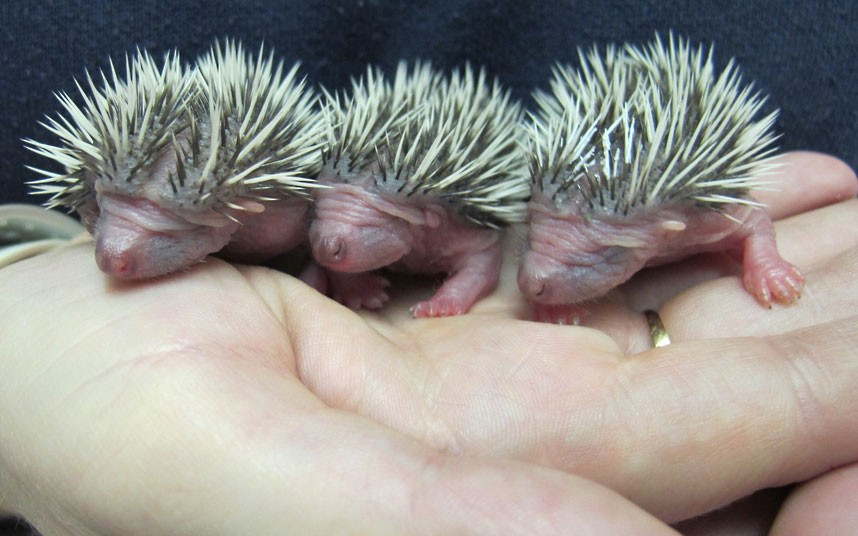Ảnh động vật đẹp trong tuần ảnh 2 Surprised midwife Keiley Tuck and her husband Lee found three abandoned baby hedgehogs in their garage in Weston-super-Mare, Somerset. The couple were moving their old washing machine when they discovered the tiny animals curled up in dead leaves trying to keep warm. When their mother didn