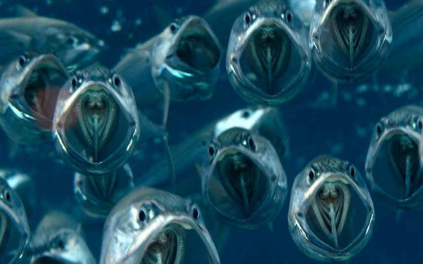 Ảnh động vật đẹp trong tuần ảnh 8 Several Indian mackerel swim with their mouths wide open, feeding on plankton and larvae in the shallows of the Red Sea off Egypt. British photographer Dr Alex Tattersall said: I came across them not too far down and they just looked so beautiful hanging there with their mouths open.