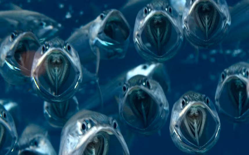 Several Indian mackerel swim with their mouths wide open, feeding on plankton and larvae in the shallows of the Red Sea off Egypt. British photographer Dr Alex Tattersall said: I came across them not too far down and they just looked so beautiful hanging there with their mouths open.