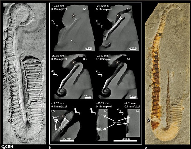 Phát hiện tổ tiên 128 triệu tuổi của bạch tuộc và mực ảnh 2 Using the imprint as a basis, the scientists explored the creature layer by layer, deciphering its structure and movement Read more: http://www.dailymail.co.uk/sciencetech/article-2153230/Discovered-The-128million-year-old-grandfather-modern-squid-octopus.html#ixzz1wbZe6syy
