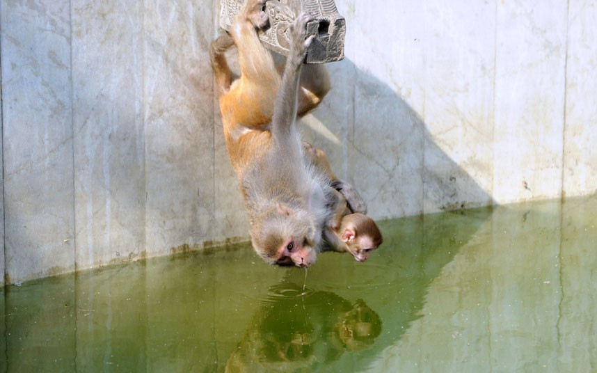 Ảnh động vật đẹp trong tuần ảnh 5 A macaque monkey with its baby hangs upside down as they drink water from a pond at the Swayambhunath Stupa area in Kathmandu