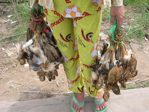 Những con chim xấu số này đang bị buộc tréo hai chân chuẩn bị bán cho thực khách. Ảnh chụp ở QL 1A, trên địa bàn huyện Châu Thành A - Hậu Giang