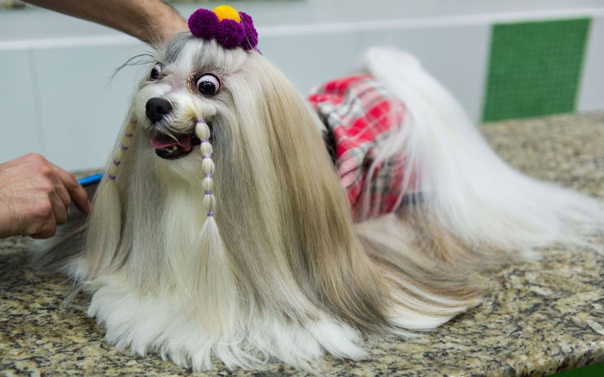 Ảnh động vật đẹp trong tuần ảnh 11 A dog is groomed before its participation in the Sao Paulo Fashion Pet Show