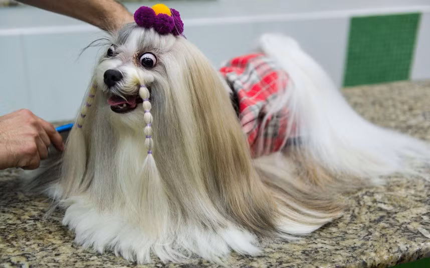 A dog is groomed before its participation in the Sao Paulo Fashion Pet Show
