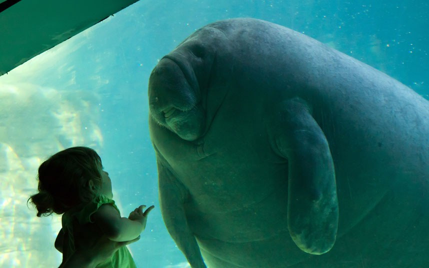 Ảnh động vật đẹp trong tuần ảnh 4 A toddler gazes in wonder at a manatee at Seaworld, in Orlando, Florida. The curious little girl reached out her hand towards the glass tank as the manatee swam towards her. British photographer Christopher Wright was captivated by their expressions and the contrasting size of the small girl and the 400kg animal.
