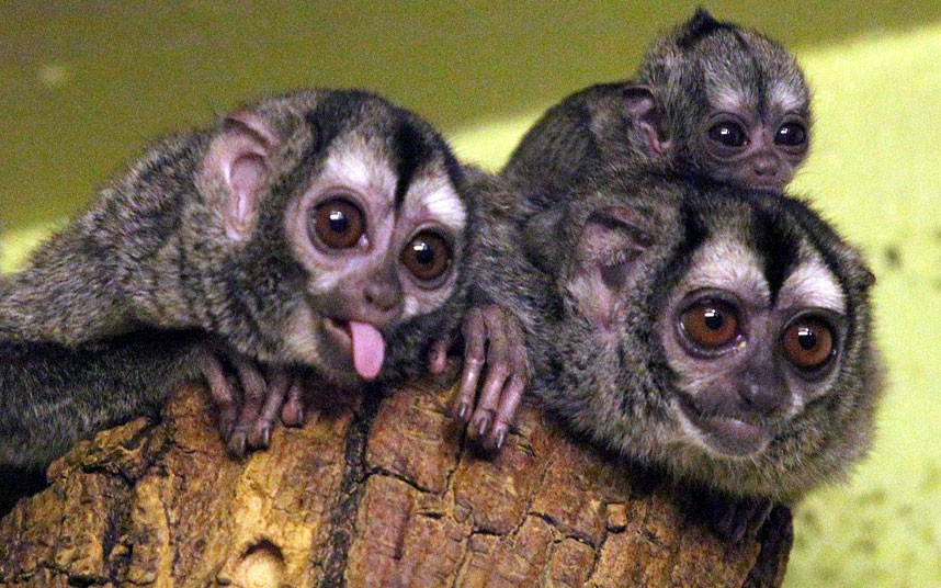 Ảnh động vật đẹp trong tuần ảnh 1 A baby douroucouli - also known as a night monkey - has been born at Edinburgh Zoo to parents Delzi and Meta