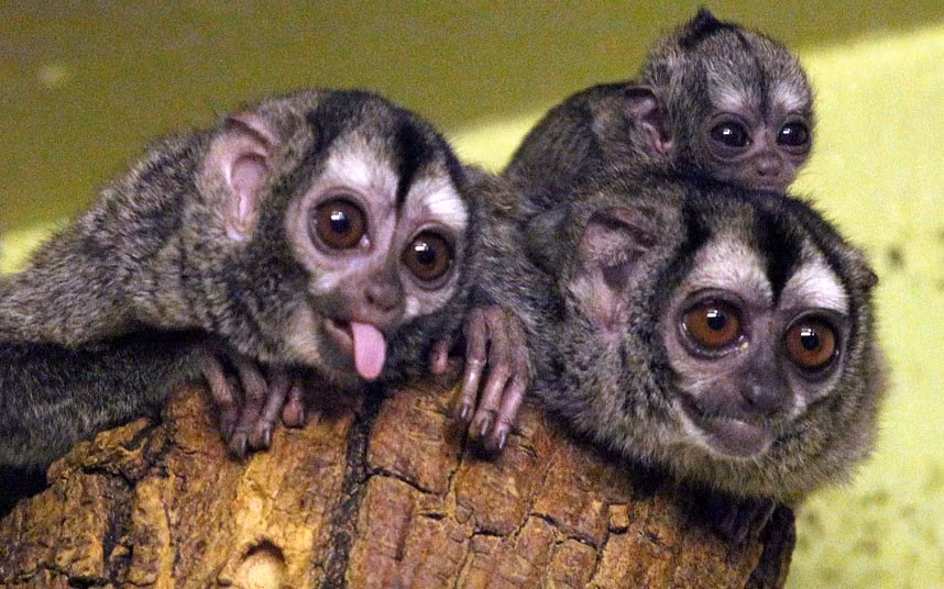 A baby douroucouli - also known as a night monkey - has been born at Edinburgh Zoo to parents Delzi and Meta 