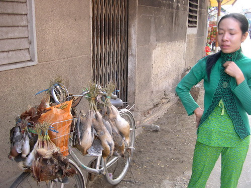 Chị N.T.T tiết lộ đến mùa chim trời cả gia đình đều đi săn bắt, một ngày đêm bắt hơn 300 loại chim. Ảnh ảnh chụp ở huyện Tân Hồng- Đồng Tháp