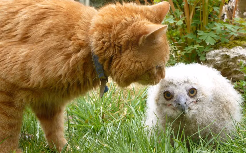 Ảnh động vật đẹp trong tuần