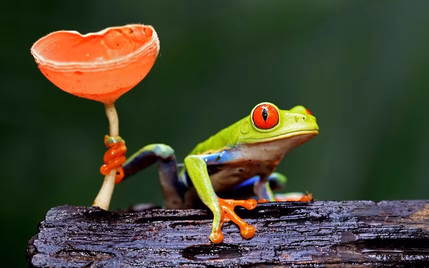 Is this tree frog a handsome prince in disguise? It looks as if it is bearing a flower as a gift. The scene was captured by wildlife photographer Megan Lorenz in the rainforests of Sarapiqui, Costa Rica. She says: It was on a bit of an angle and as the frog went to move off the wood, he grabbed onto the fungus so he wouldn