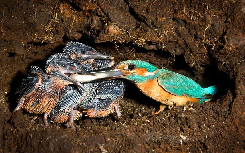 Ảnh động vật đẹp trong tuần ảnh 10 ...Joe also photographed a kingfisher feeding its chicks in a burrow, with a fish it had just caught