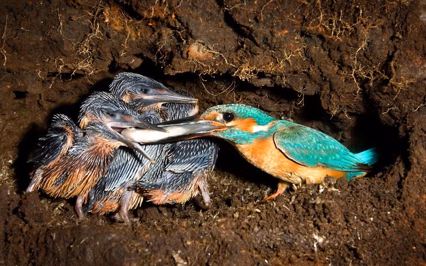 ...Joe also photographed a kingfisher feeding its chicks in a burrow, with a fish it had just caught