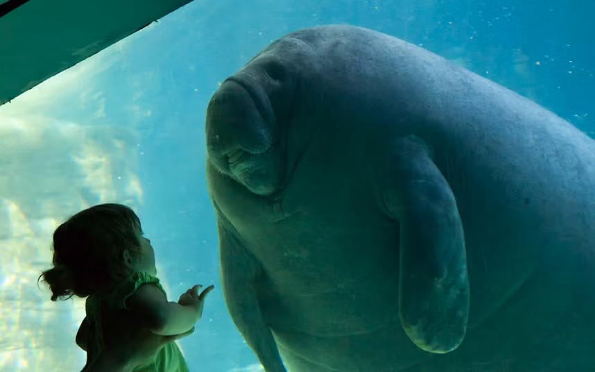 A toddler gazes in wonder at a manatee at Seaworld, in Orlando, Florida. The curious little girl reached out her hand towards the glass tank as the manatee swam towards her. British photographer Christopher Wright was captivated by their expressions and the contrasting size of the small girl and the 400kg animal.