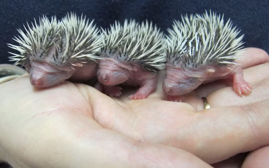 Surprised midwife Keiley Tuck and her husband Lee found three abandoned baby hedgehogs in their garage in Weston-super-Mare, Somerset. The couple were moving their old washing machine when they discovered the tiny animals curled up in dead leaves trying to keep warm. When their mother didn