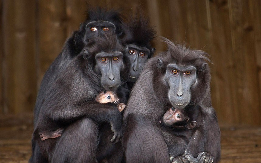 Ảnh động vật đẹp trong tuần ảnh 6 Sulawesi crested macaque mothers cradle their babies at Dudley Zoo, West Midlands. The species, which is classified as critically endangered, is also known as the Celebes crested macaque or black ape, and originates from the northeast of the Indonesian island of Sulawesi
