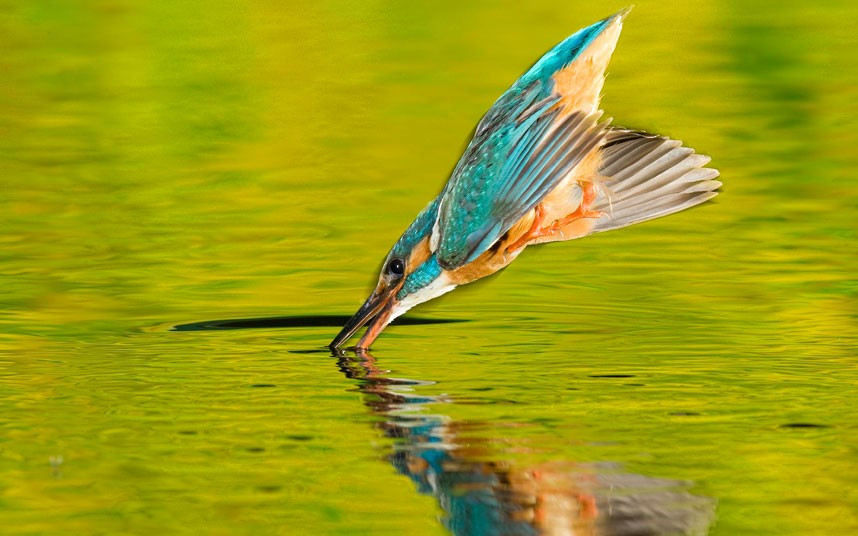 Ảnh động vật đẹp trong tuần ảnh 9 A kingfisher divebombs into a lake with wings folded in for maximum speed, targeting its fish supper like a missile. Award-winning photographer Joe Petersburger captured the hunting kingfisher in a breathtaking sequence of images taken in the Danube Delta in Romania...