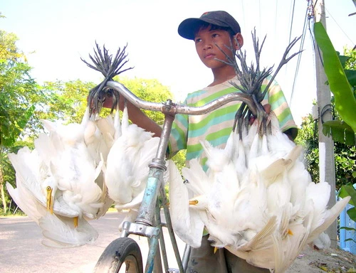 Tận diệt chim trời