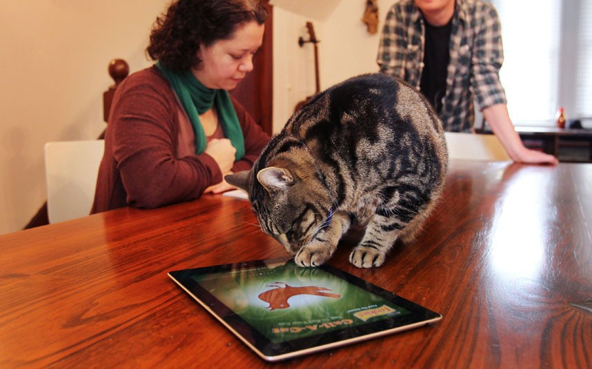 Ảnh động vật đẹp trong tuần ảnh 12 Owner Anne Druais and Martin Christmas watch as pet cat Tiger Lily plays with a pet-friendly iPad app in Sydney. According to Anne, Tiger Lily will play on the iPad for 10-15 minutes at a time, and she believes it is a great source of stimulation.