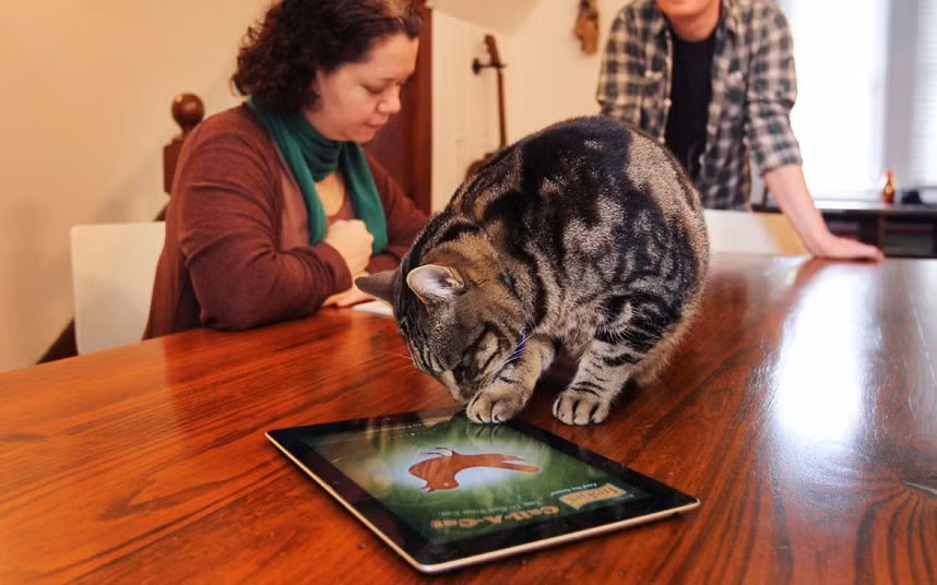 Owner Anne Druais and Martin Christmas watch as pet cat Tiger Lily plays with a pet-friendly iPad app in Sydney. According to Anne, Tiger Lily will play on the iPad for 10-15 minutes at a time, and she believes it is a great source of stimulation.