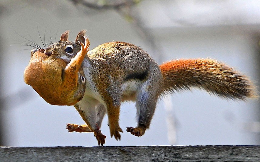 Ảnh động vật đẹp trong tuần ảnh 3 A red squirrel carries its baby in its mouth as it bounds along a fence in Winnipeg, Manitoba, Canada