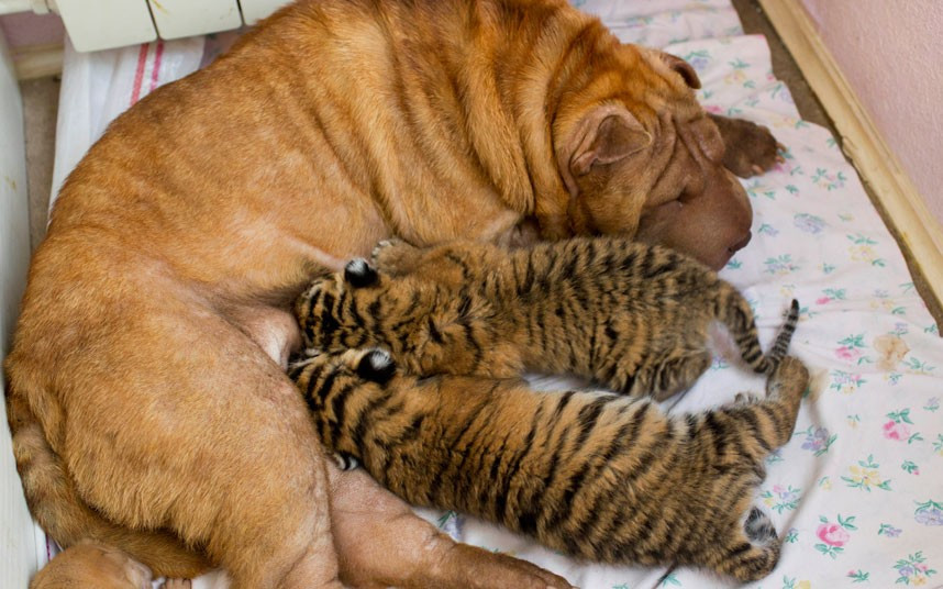 Ảnh động vật đẹp trong tuần ảnh 6 Two baby tigers whose mother refused to feed them found an unusual wet nurse, a wrinkled, sand-coloured Shar Pei dog named Cleopatra. The cubs were born in late May in a zoo at the Russian Black Sea resort of Sochi.