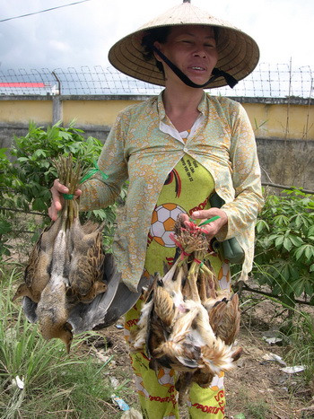 Người phụ nữ này cầm trên tay hàng chục con chim và đang tìm khách mời mua. Ảnh chụp ở chợ Cái Tắc, huyện Châu Thành A - Hậu Giang