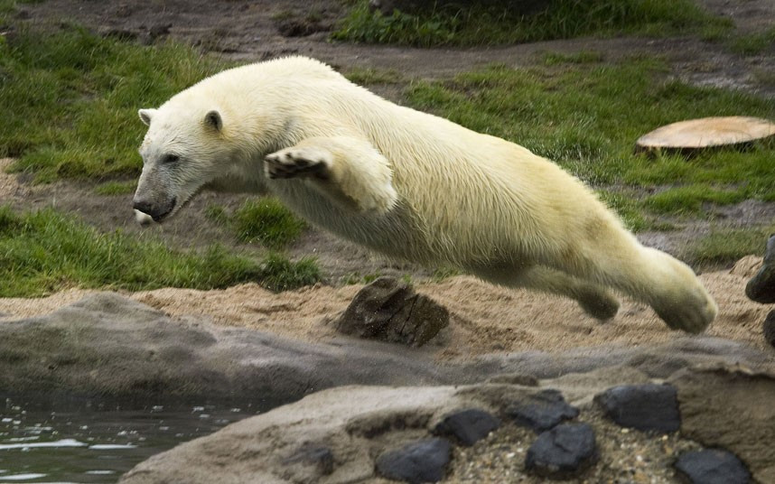Ảnh động vật đẹp trong tuần ảnh 3 ...and then jumps in the pool to play with it in the water at the Blijdorp Zoo, in Rotterdam