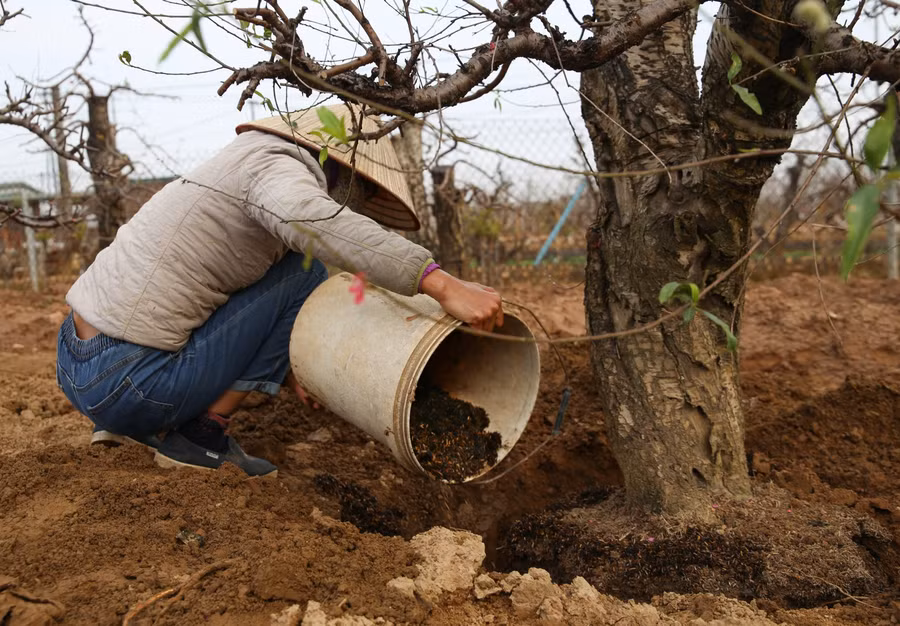 Giống đào rất hợp với phân đạm nhưng thời điểm mới trồng lại, nếu dùng phân đạm thì cây sẽ bị thối rễ nên chúng tôi dùng phân lân và phân vi sinh với lượng vừa phải để cây nhanh bén rễ. Khoảng chừng 15 ngày sau là có thể biết cây có sinh trưởng tốt hay không.
