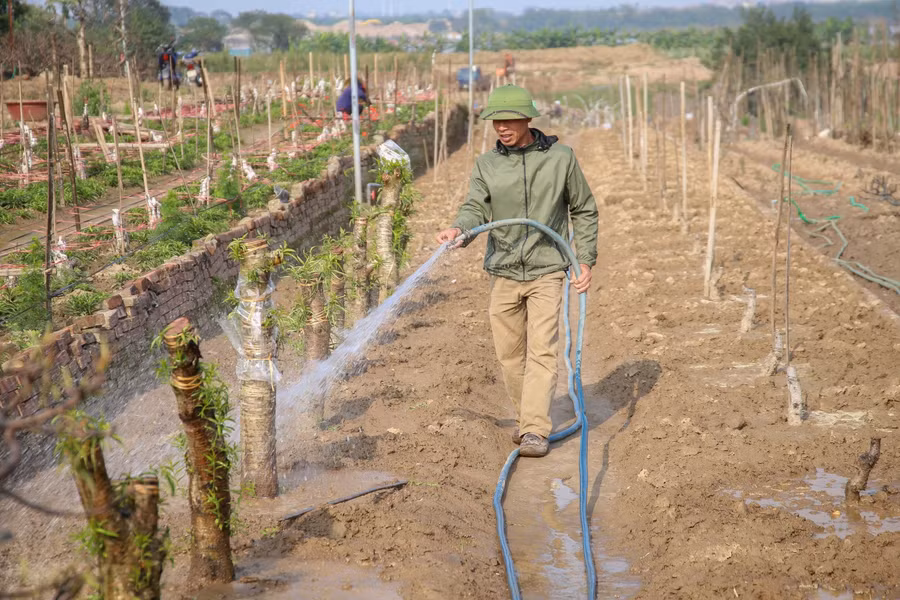 Sau vài ngày cây trồng xuống, nhà vườn sẽ phải tưới nước và theo dõi cây hằng ngày, khi có dấu hiệu bắn mầm mới có thể thực hiện việc ghép mắt.