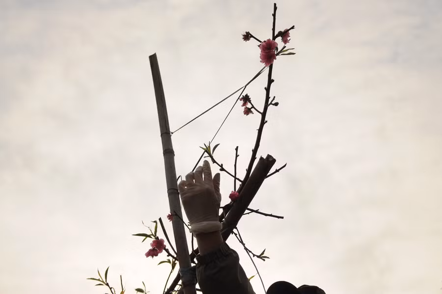 Những áng hồng mùa xuân lại được cất đi đợi chờ cánh én gọi mời.