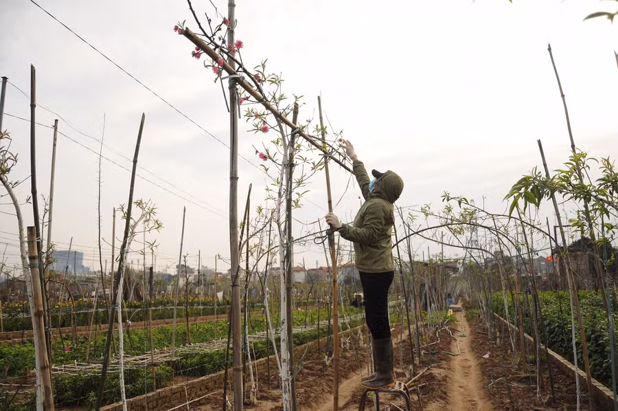 Những cành đào được tạo thế từ rất sớm.