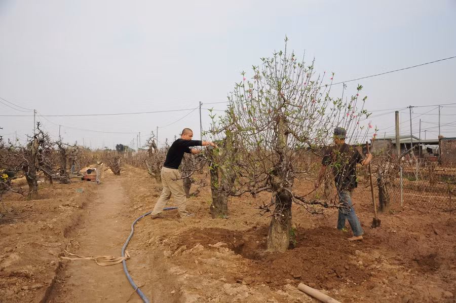 Quy trình để phục hồi được một gốc đào cũng lắm công phu và không phải tất cả những gốc đào thu về để chăm sóc đều "hồi sinh". Các công đoạn không chỉ cần làm ngay sau khi thu gom gốc đào về mà còn được thực hiện liên tục, vài ngày một lần cho đến giữa năm. Có như thế mới cho ra được những cây đào đẹp phục vụ Tết năm sau.