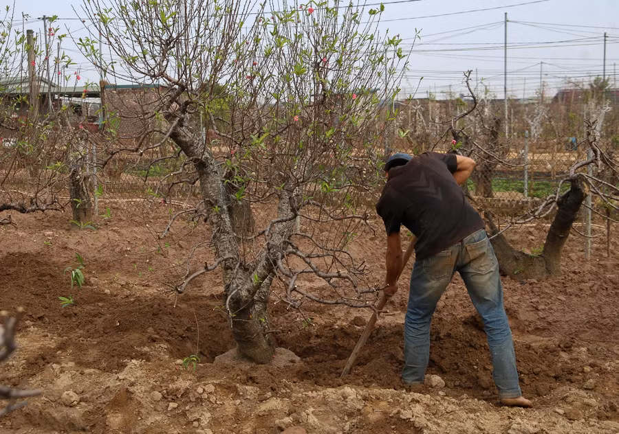 Những ngày này, người trồng đào làm việc không ngừng nghỉ và gần như dành hết thời gian cho việc làm đất, chăm sóc cây đào. Để đào sau khi về lại đất trồng có có khả năng “hồi sinh” tốt nhất.